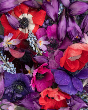 Fototapeta still life closeup of purple, pink and red spring flowers  anemone, crocus and blue grape and water drops