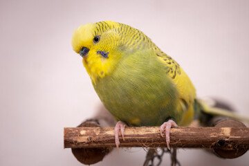 budgie