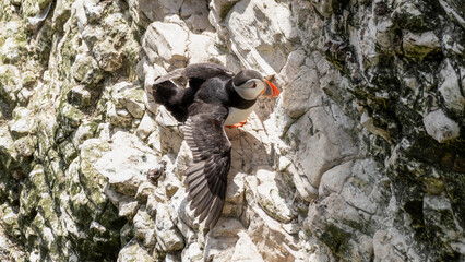 Puffin Perched on the Side of a Cliff