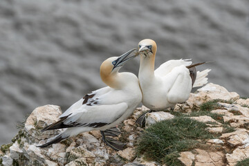 Pair of Gannets on Sea Cliffs