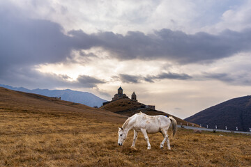 horse in the mountains