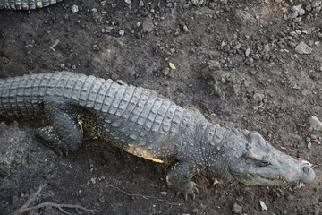 Cuba crocodile, Cuba Caribbean
