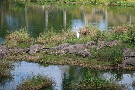 Cuba Crocodiles on the river, Cuba Caribbean 