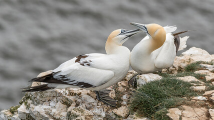 Pair of Gannets on Sea Cliffs