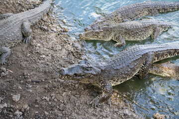 Many Crocodylus rhombifer, Cuba Caribbean