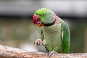 Green Rose Winged Parakeet Holding Food in its Claws