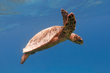 Hawksbill sea turtle in the blue sea underwater
