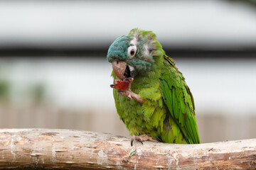 Blue Crowned Conure Feeding on Fruit