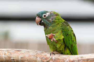 Blue Crowned Conure Feeding on Fruit