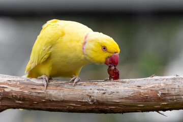 Yellow Rose Winged Parakeet Perched on a Branch