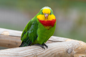 Superb Parrot Perched on a Railing