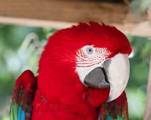 Green Winged Macaw Close Up Side View