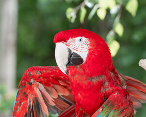 Green Winged Macaw Spreading its Wing