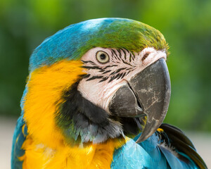 Blue and Gold Macaw Close Up