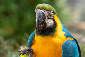 Blue and Gold Macaw Close Up