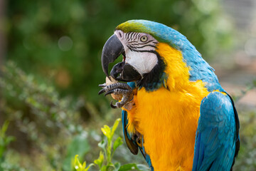 Blue and Gold Macaw Close Up