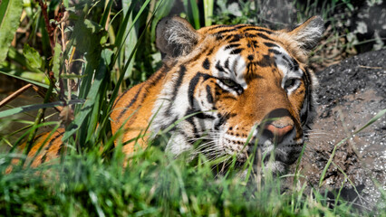 Bengal Tiger in Tall Grass