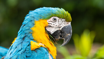 Blue and Gold Macaw Close Up