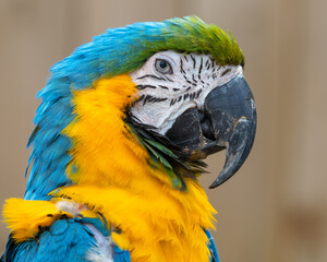 Blue and Gold Macaw Close Up