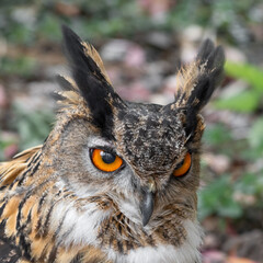 Fototapeta premium Eurasian Eagle Owl Close Up