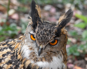 Fototapeta premium Eurasian Eagle Owl Close Up