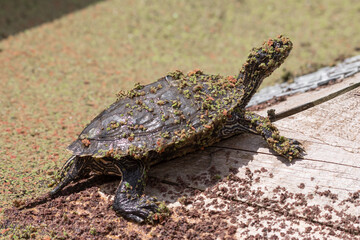 Cumberland Slider Covered in Tiny Green Algae