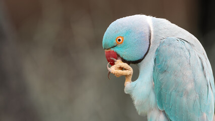 Blue Rose Winged Parakeet Close Up Front View