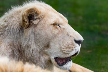Rare Male White Lion Laying on Grass