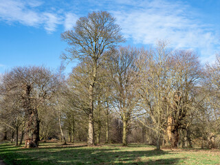 Winter trees in the Yorkshire Arboretum, North Yorkshire, England