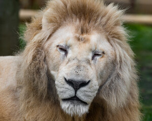 Rare Male White Lion Close Up Front View