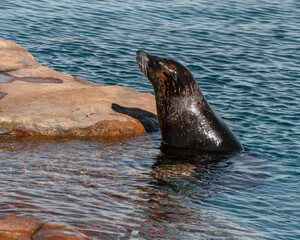 Californian Sea Lion Looking out of the Water