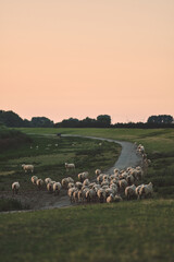 Herd of sheep on dike. High quality photo