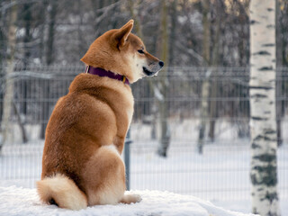 Japanese red coat dog is in winter forest. Portrait of beautiful Shiba inu male standing in the forest on the snow and trees background. High quality photo. Walk in winter