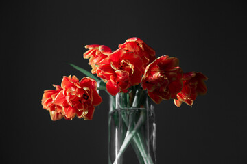 Bright fresh red orange tulips isolated on black background. Bunch of spring flowers in big glass vase. Monochrome composition