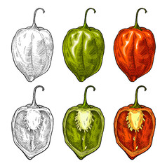 Whole and half pepper habanero. Vintage engraving vector illustration.