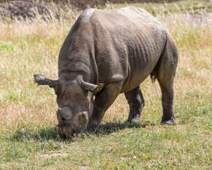 Obraz premium Eastern Black Rhino Standing on Grass