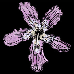 Single flower of Silk Floss Tree. Blossom of Ceiba speciosa or Chorisia speciosa tree. Hand drawn colorful sketch. On black background.