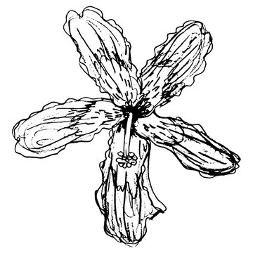 Single flower of Silk Floss Tree. Blossom of Ceiba speciosa or Chorisia speciosa tree. Hand drawn linear doodle rough sketch. Black silhouette on white background.