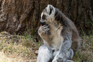 Fototapeta premium Ring-tailed Lemur Sitting by a Tree