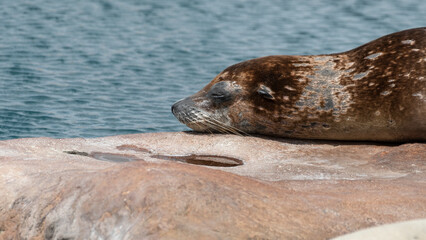 Naklejka premium Californian Sea lion Resting in Sunshine