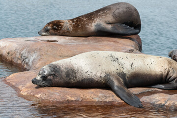 Californian Sea lion's Resting in Sunshine