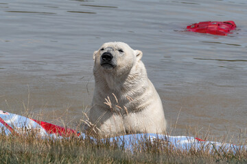 Polar Bear Playing in Water