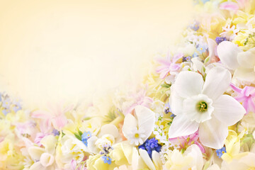Fototapeta na wymiar Blossoming white and light yellow daffodils, pink hyacinths and spring flowers festive background, bright springtime bouquet floral card