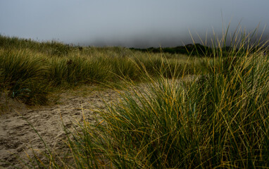 Fototapeta premium Sandy Pathway Through the Tall Grasses in Oregon Dunes