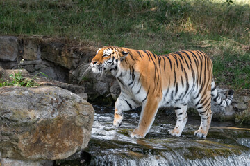 Amur Tiger Standing on Top of a Small Waterfall