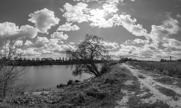 Black and white image of a tree growing out of a levee on a cloudy day next to a river 