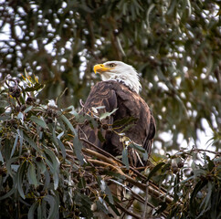 An American Bald Eagle roosting in county park tree