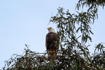 An American Bald Eagle roosting in county park tree