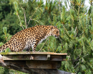Amur Leopard Sitting on a Wooden Platform
