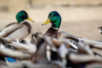 A male Mallard Duck peaking his head above the crowd
